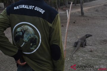 KLHK: Penutupan kawasan Taman Nasional Komodo masih dalam pembahasan