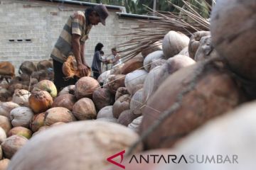 HARGA KOPRA KERING TURUN