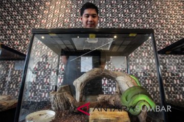 PENANGANAN DAMPAK GIGITAN HEWAN BERBISA