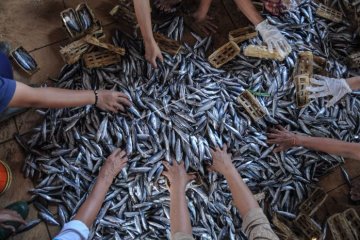 Akademisi: Hari Gizi  25 Januari, momentum genjot kampanye makan ikan