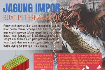 Jagung impor buat peternak kecil