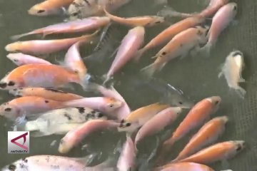 Permintaan tinggi naikkan harga benih ikan