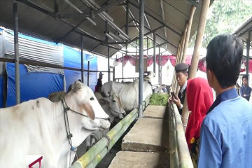 Cegah penyakit ternak dengan vaksinasi rutin