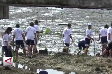 Ratusan pelajar di Bali tanam 10 ribu mangrove