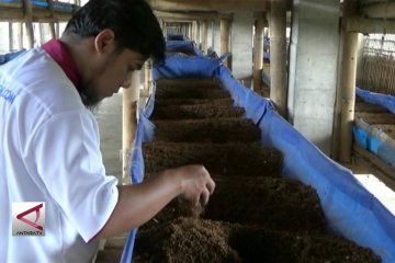 Prospek budidaya cacing tanah sangat menjanjikan