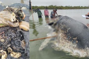 Perut paus penuh plastik, petisi #CukaiPlastik didukung hampir 100ribu orang