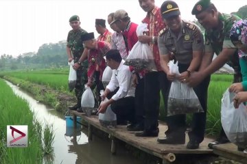 Temanggung genjot produksi benih ikan