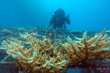 Hasil Transplantasi Terumbu Karang