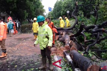 Pohon tumbang di Jaktim selesai ditangani