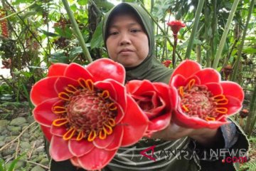 Sirup kecombrang diminati pengunjung Festival Kehutanan Bengkulu