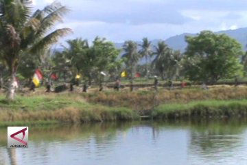 Mengenal budaya awal turun sawah di Pangkep, “Mappalili”