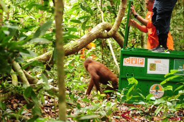 Walhi: Selamatkan orangutan Tapanuli