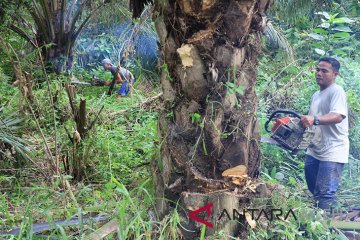 BBKSDA Riau basmi sawit dari taman nasional Zamrud