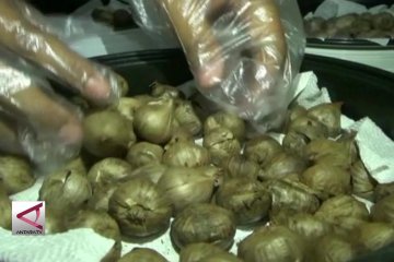 Bawang tunggal obat mujarab penyembuh kolesterol