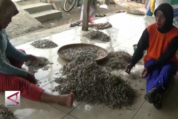 Nelayan Pekalongan panen ikan teri