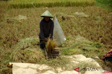 Kementan targetkan serap gabah 1,5 juta ton hingga Maret