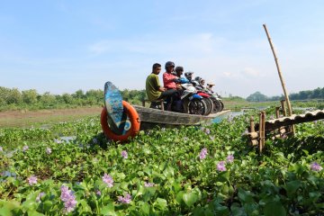 Eceng Gondok di Bengawan Solo