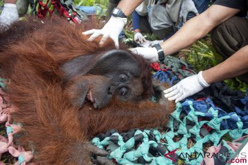 Evakuasi dan Translokasi Orangutan