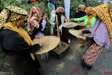 Panen Massal Kopi Gayo