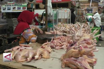 Ayam potong mahal, Bulog tawarkan ayam beku