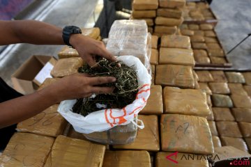 BNN Bali tangkap anggota sindikat bawa 25 kilogram ganja