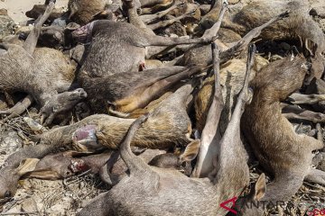 Polisi tangkap pelaku pemburu rusa di Pulau Komodo