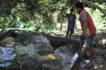 Bantuan Bak Perendaman Merica