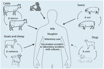 Peternak diminta waspada penyakit brucellosis