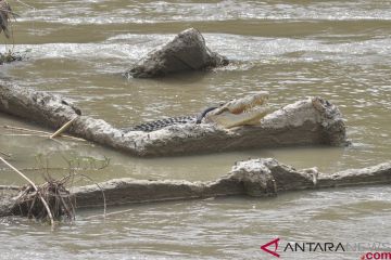 Buaya Terjerat Ban Kembali Muncul