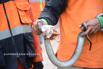 Ular kobra ditemukan saat gerebek sampah di Kali Pesanggrahan