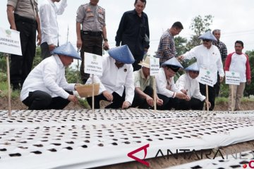 Surya Paloh ingin Lombok Timur swasembada bawang putih