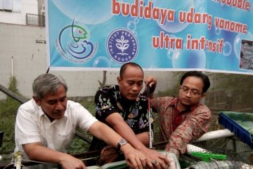 KKP luncurkan teknologi Microbubble budidaya udang Vaname