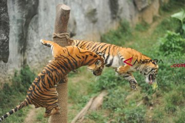 Harimau dan singa di Taman Rimba Jambi mati