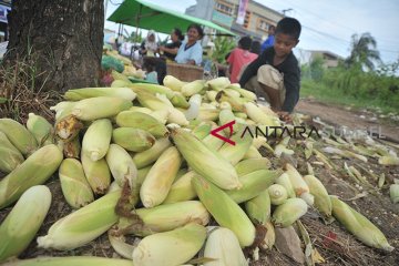 Penjual Jagung Musiman Raup Untung
