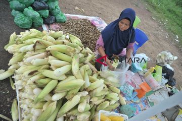 Penjual Jagung Musiman Raup Untung