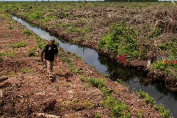 Hutan Rawa Tripa diperkirakan hanya tersisa 5.000 hektare