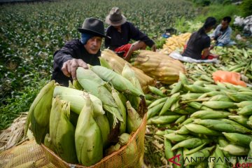 Sulawesi Utara targetkan produksi 1,32 juta ton jagung untuk pakan ternak