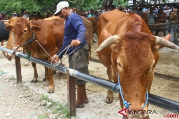 Diusulkan impor daging 287.976 ton tahun depan