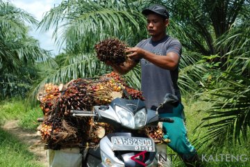 Presiden Jokowi dan PM Mahathir nyatakan keberatan soal sawit ke Eropa