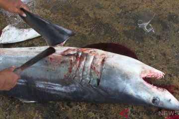 DKP-BPSPL Gorontalo kampanyekan perlindungan hiu