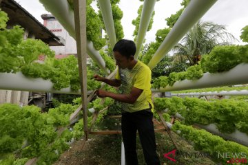 Budidaya Selada Hidroponik