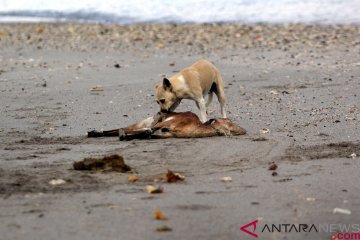 Dampak Tsunami Selat Sunda di Pulau Sebesi