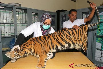 Barang Bukti Kulit Harimau Sumatra