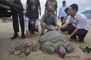 Pelepasliaran Penyu Hijau Sitaan BKSDA