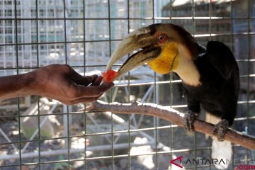 Ratusan burung dilindungi hasil sitaan terancam mati