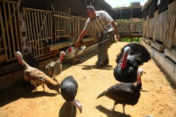 Peternak ayam kalkun