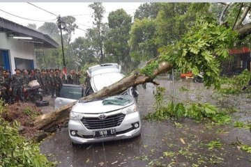 Sejumlah 112 pohon besar rawan tumbang