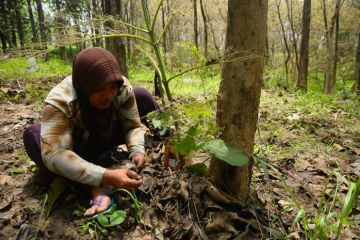 Musim kepompong pohon jati