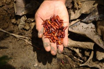 Musim kepompong pohon jati