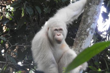 Alba si orangutan albino bisa beradaptasi dengan habitat aslinya